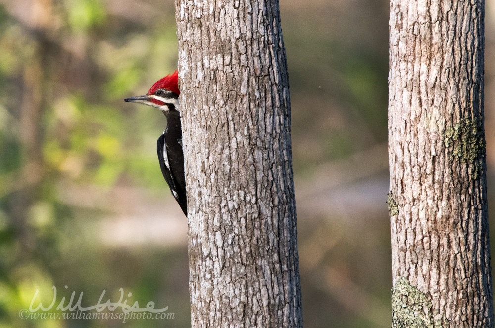 Pileated Woodpecker in the Okefenokee Swamp