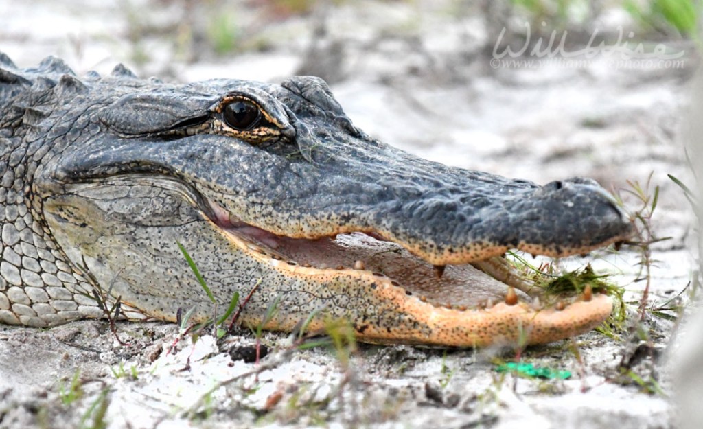 American Alligator