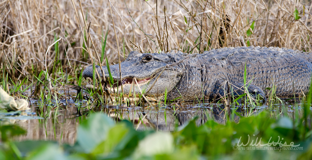 Okefenokee Swamp Alligator