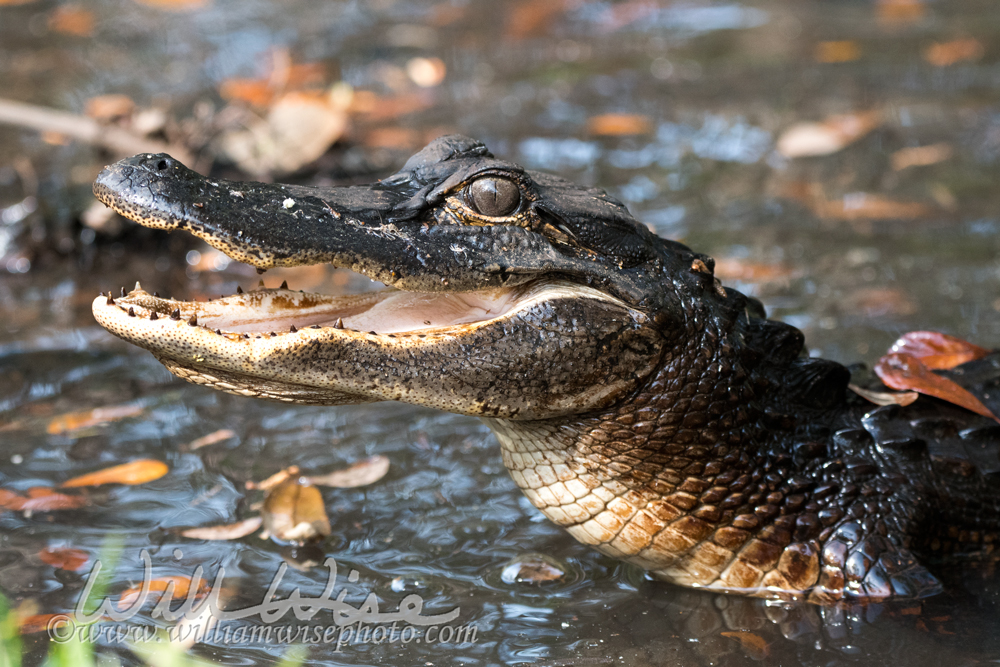 Okefenokee Alligator