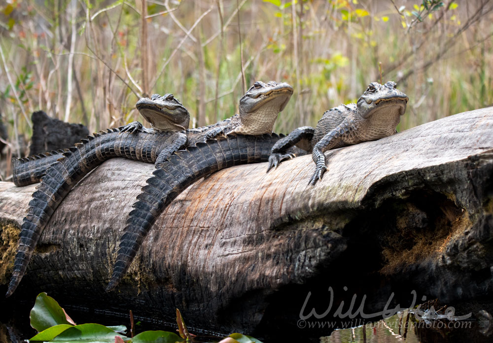 Juvenile Alligators on Minnies Lake Okefenokee Swamp