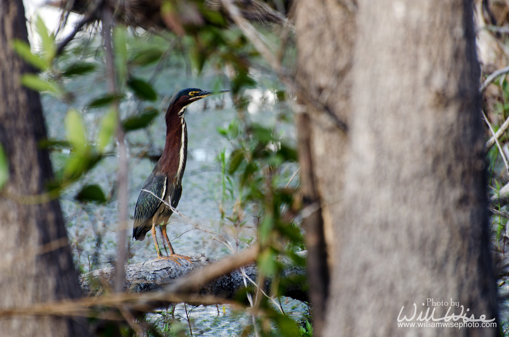 Green Heron in the Okefenokee Swamp