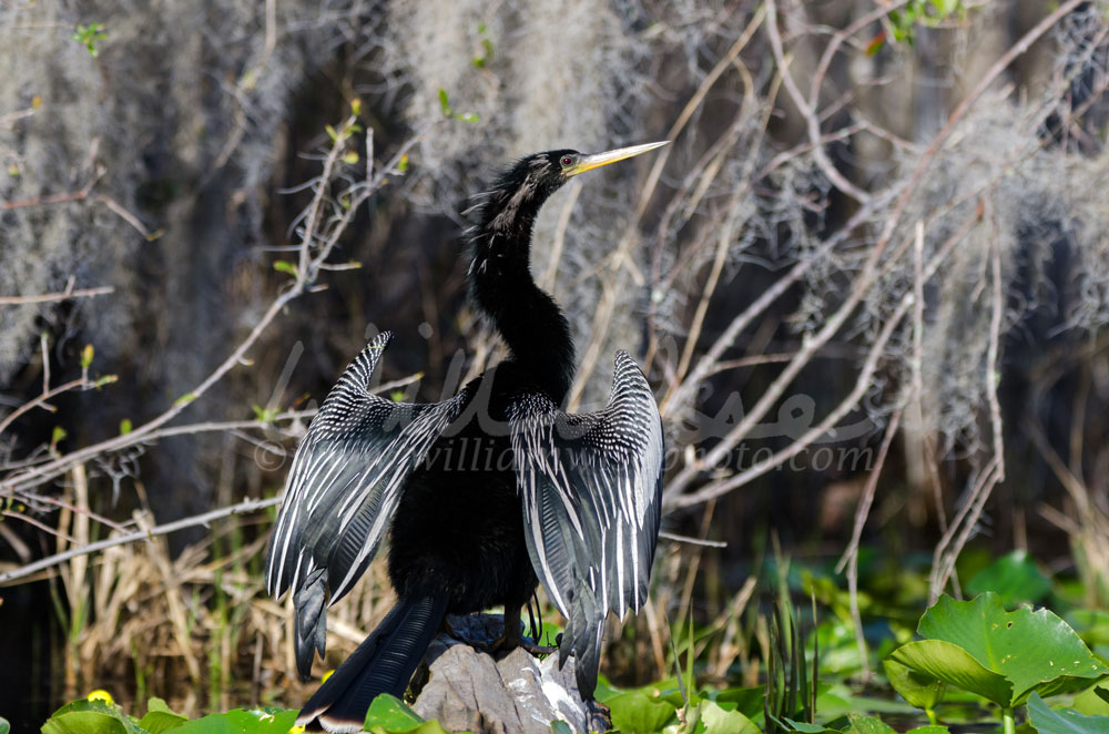 Anhinga