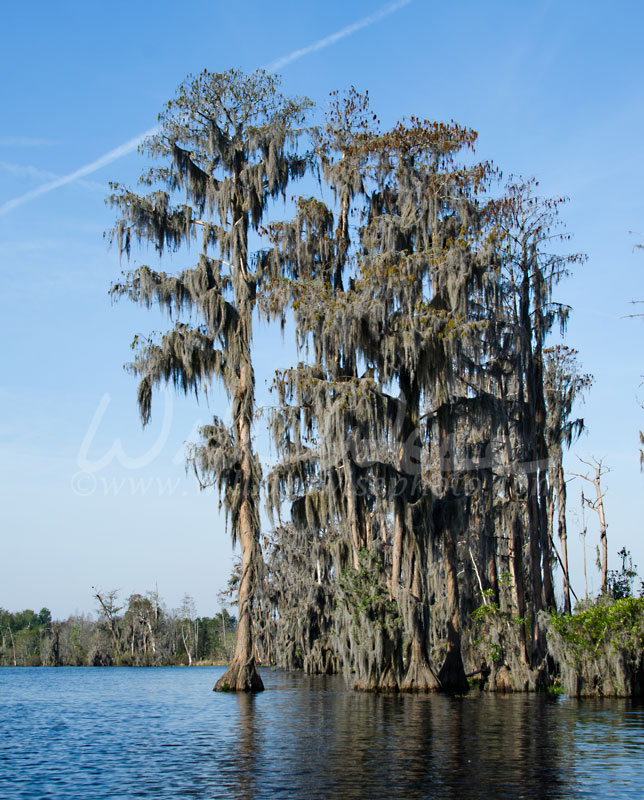 Cypress Trees and Spanish Moss