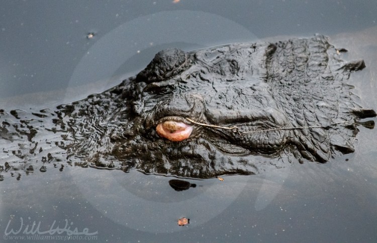 Alligator Fishing Tackle Injuries – Okefenokee Photography Project by ...