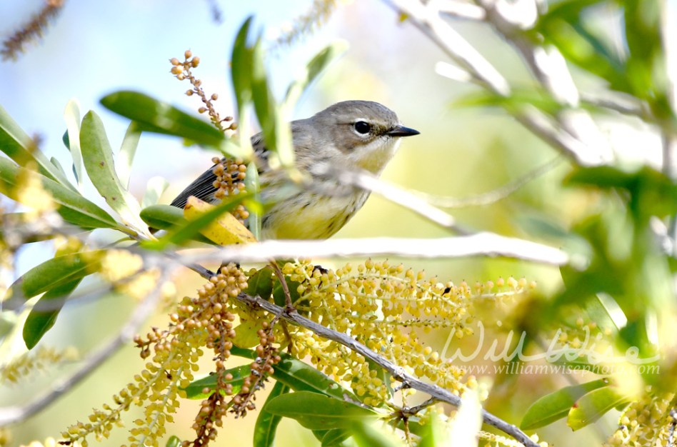 Okefenokee Swamp Yellow-rumped Warbler