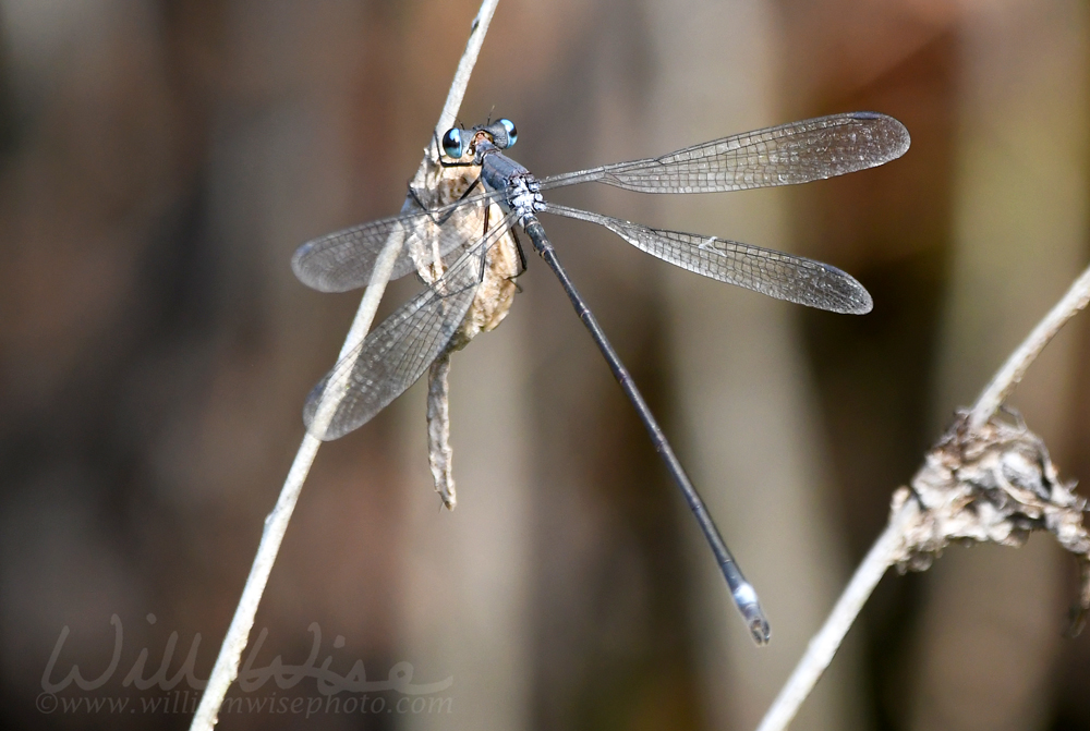 Swamp Spreadwing