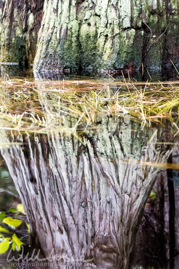 Cypress Tree reflection in blackwater swamp