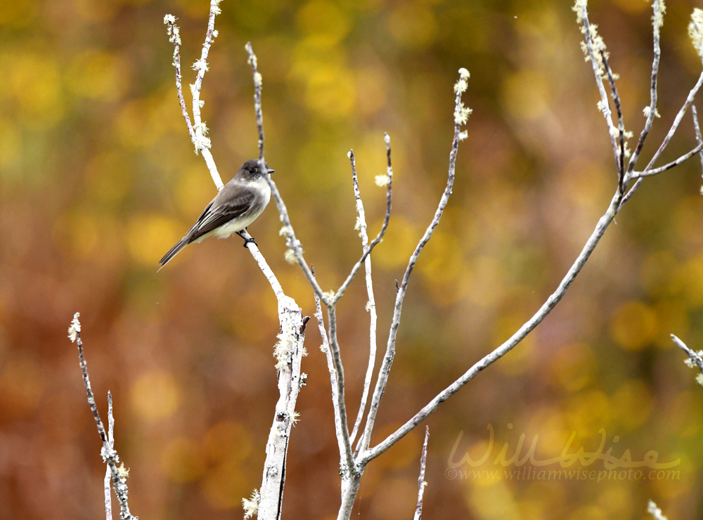 Eastern Phoebe in the Okefenokee Swamp