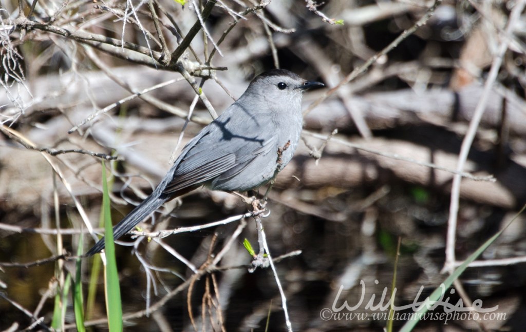 Gray Catbird