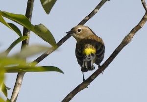 Butter Butt Warbler