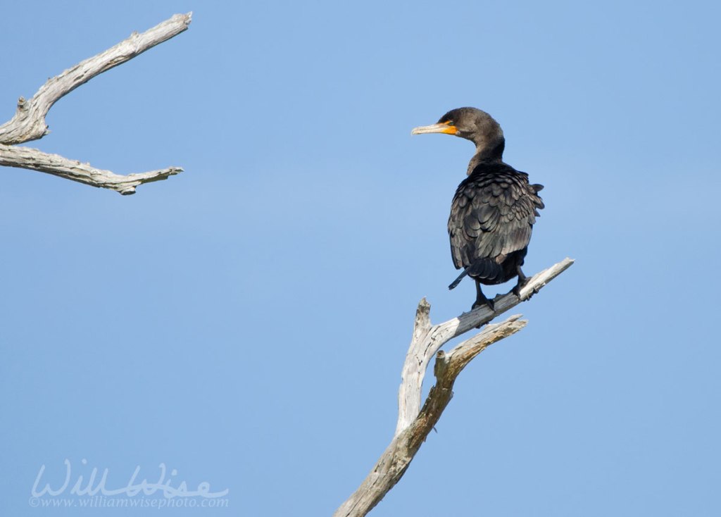 Double-crested Cormorant