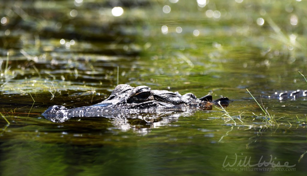 Large American Alligator peering from the green water swimming in the Okefenokee Swamp National Wildlife Refuge in Georgia. Photographed from a kayak while paddling.