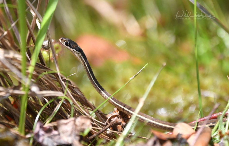 Okefenokee Common Ribbon Snake – Okefenokee Photography Project by ...