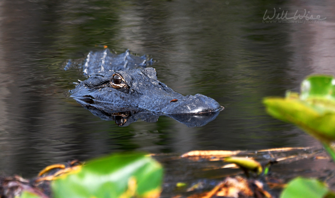 Curious Okefenokee Alligator – Okefenokee Photography Project by ...
