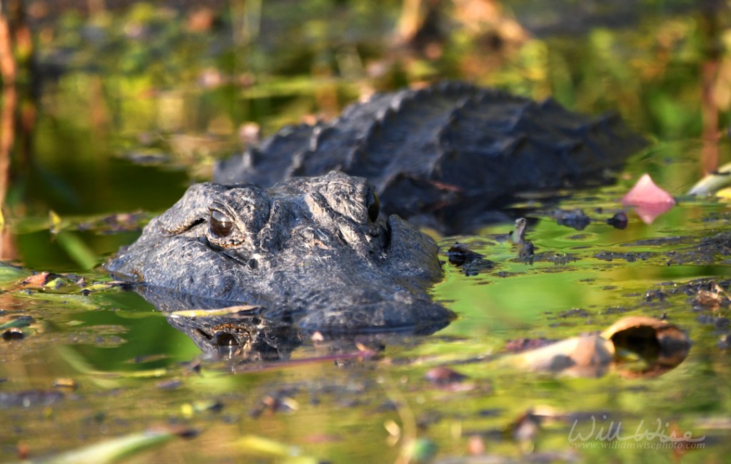 American Alligator at the Maul Hammock Shelter; Okefenokee National Wildlife Refuge, Georgia.