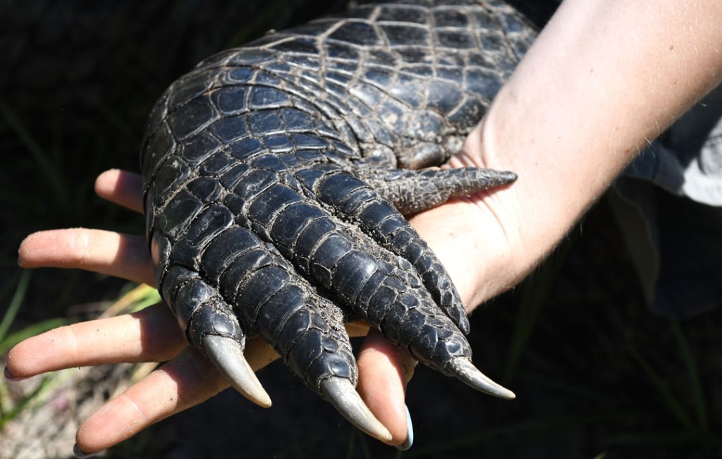 American Alligator hand and claws