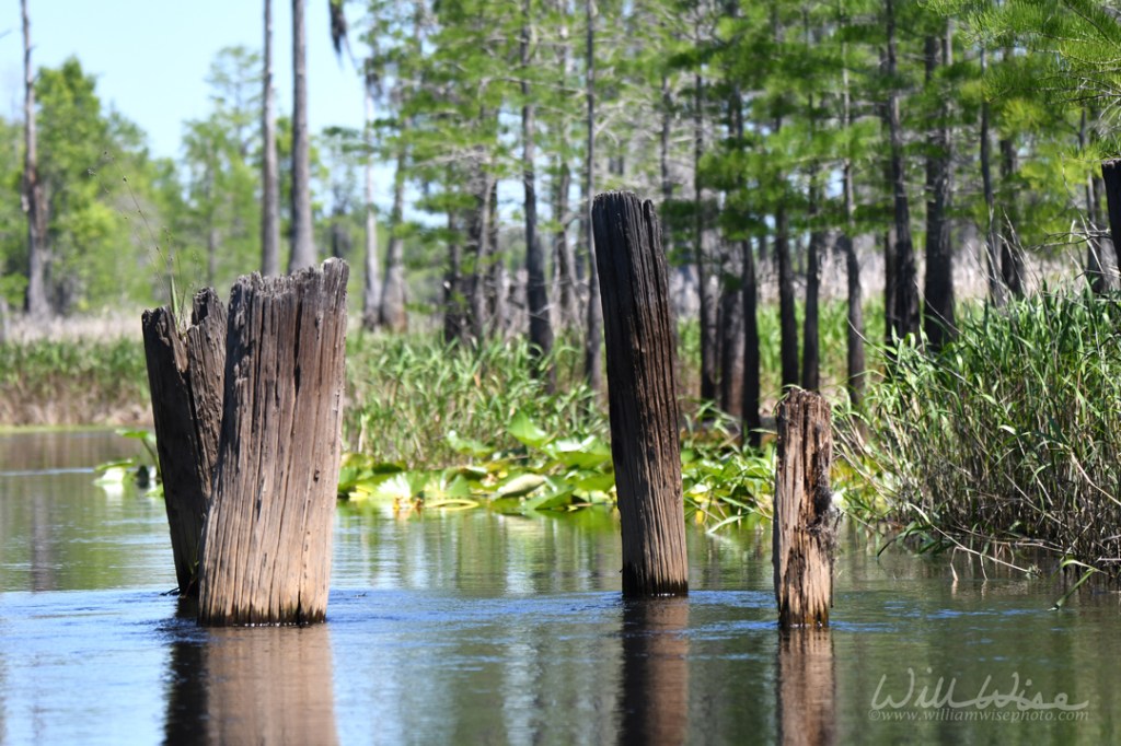 Old logging railroad pylons in Mixon`s Hammock; Okefenokee Swamp National Wildlife Refuge Georgia