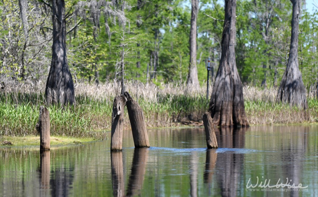 Old logging railroad pylons in Mixon`s Hammock; Okefenokee Swamp National Wildlife Refuge Georgia