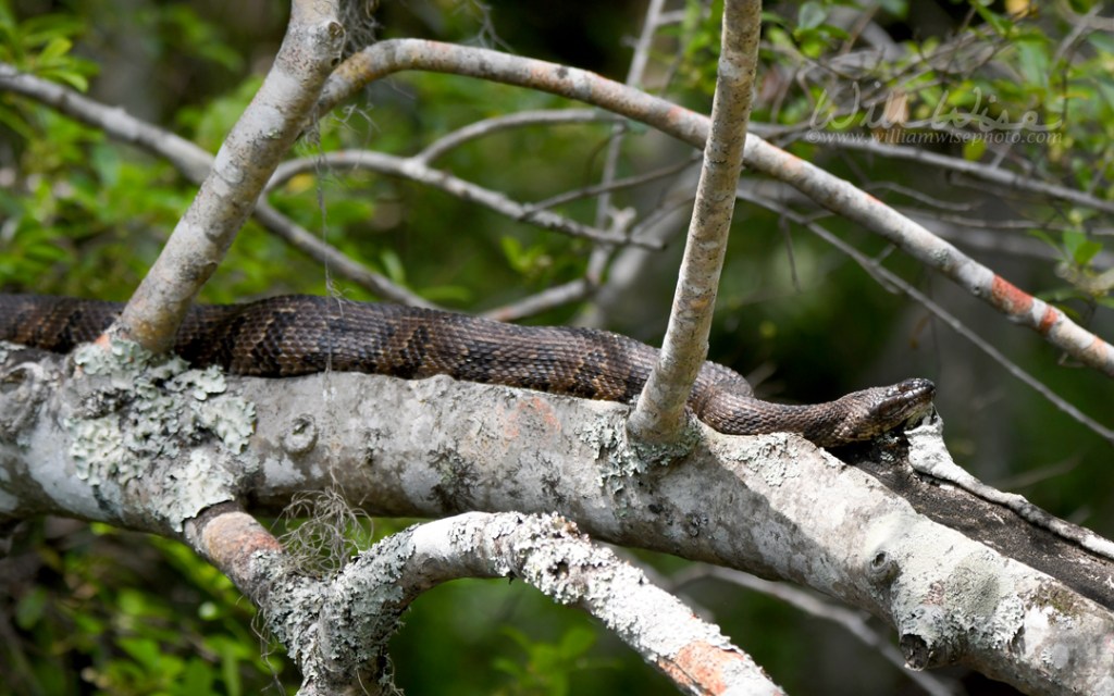 Brown Watersnake in the Okefenokee National Wildlife Refuge, GA