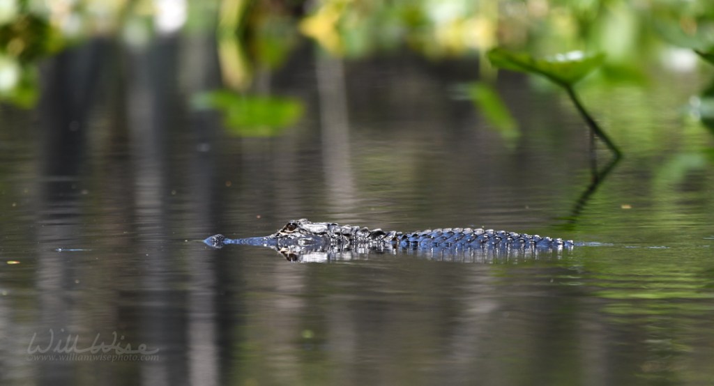 Okefenokee Swamp American Alligator