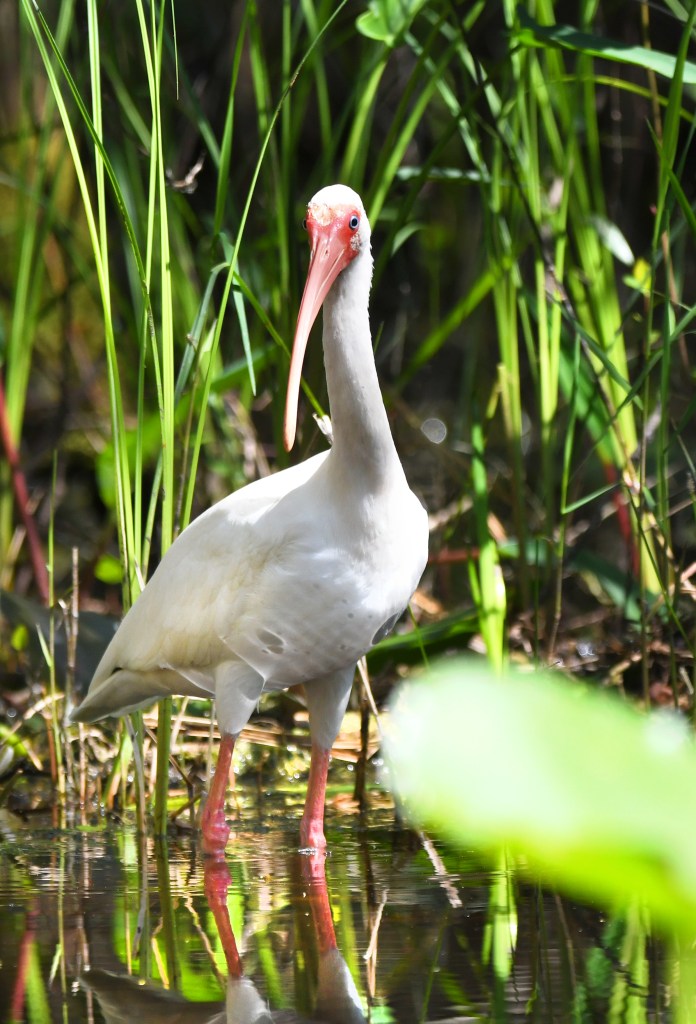 White Ibis Okefenokee Swamp