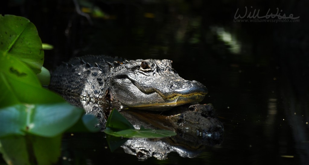 American Alligator in the Okefenokee National Wildlife Refuge