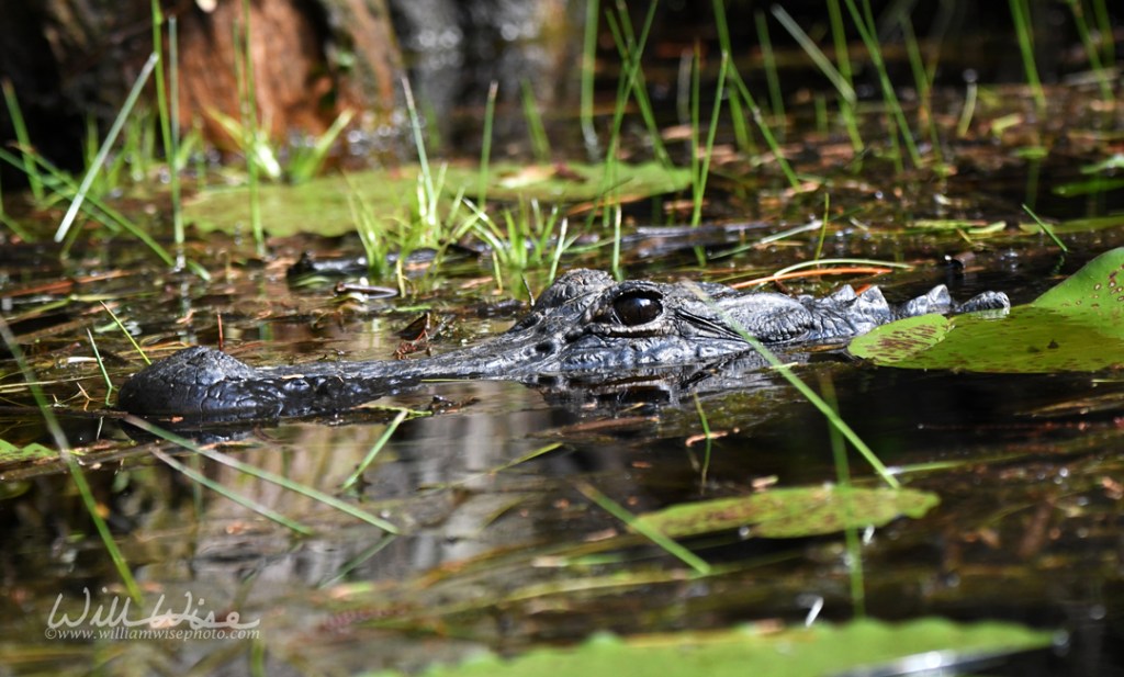 American Alligator in the Okefenokee Swamp