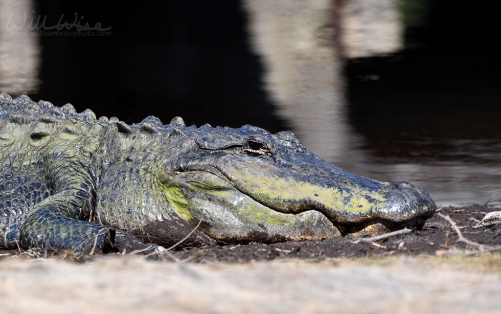 American Alligator