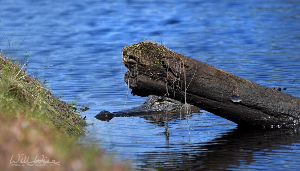 American Alligator
